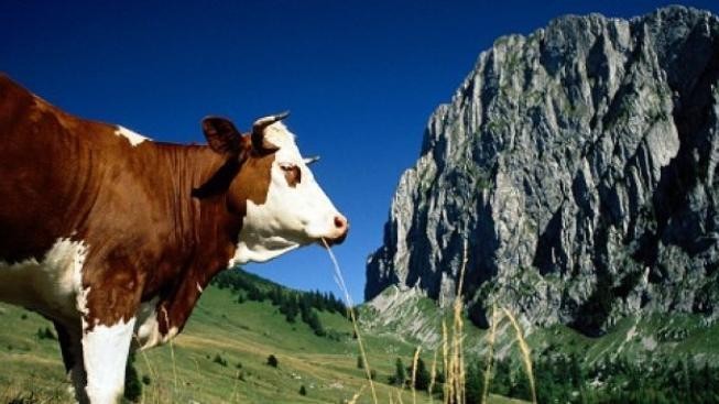 Krádež dobytka se proměnila v masakr. Téměř 100 lidí přišlo o život