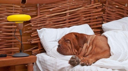 51 miliard! Američané na domácích mazlíčcích rozhodně nešetří 