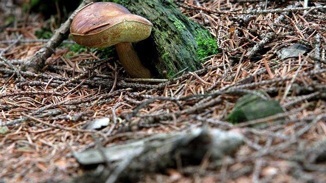 Houby stále nerostou. Houbaři doufají v hojnější dešťové srážky