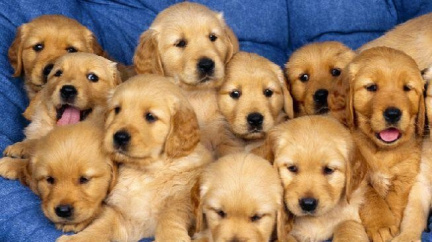 Nejoblíbenějším psím plemenem je v Americe labrador