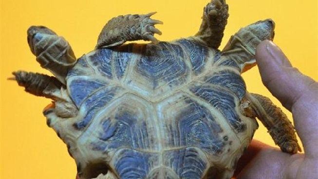 Dvouhlavý želví mutant: Krunýř ve tvaru srdce, dva mozky a šest noh