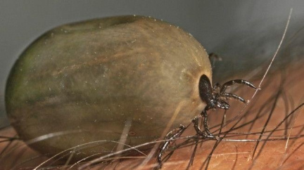 Encefalitidu na jihu Moravy dostalo už 75 lidí