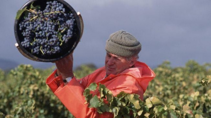 Moravští vinaři letos očekávají nadprůměrnou úrodu