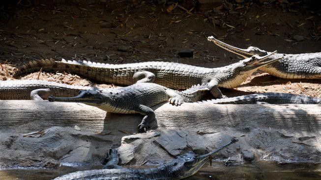 Nepálská krokodýlí farma zachraňuje ohrožené druhy