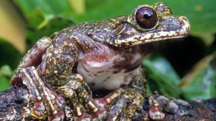 Jeden z posledních jedinců kriticky ohrožené žabky usmrcen v americké zoo