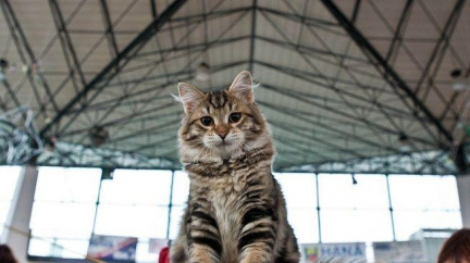Osm desítek kocourů, koček a koťat čeká dnes na nové rodiny