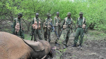 Pytláci v Mosambiku zabili za 14 dní nejméně 22 slonů