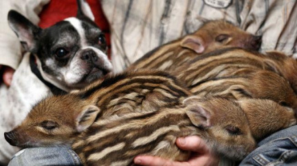 Fenka buldoka adoptovala šest mláďat divočáka