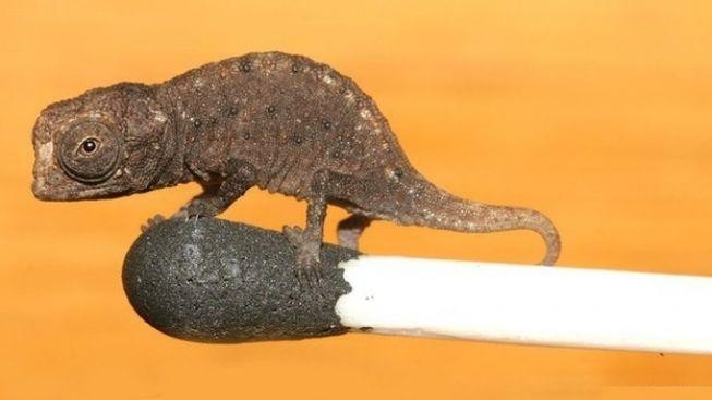 Chameleon, co se vejde na hlavičku sirky. Vzácný objev z Madagaskaru