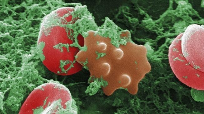 Vědci údajně objevili nejstarší důkaz mnohobuněčných organismů 