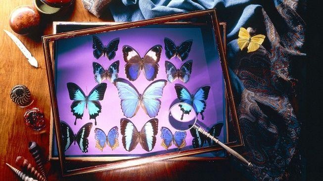 Kroměřížské muzeum představí svět denních i nočních motýlů