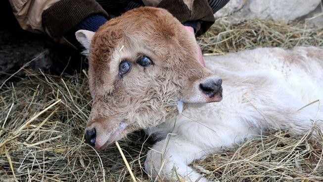 Tele se narodilo se dvěma hlavami. Malá obludka ale zemřela