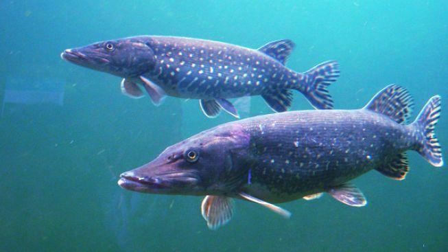 Tábor připravuje výstavu mimořádně velkých ryb