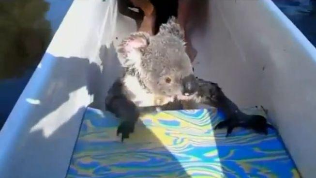 Koala doplula k turistům, vlezla do kanoe a nechala se fotit