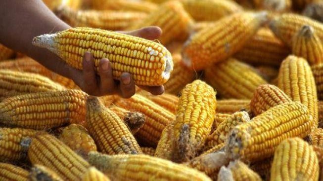 Peruánci si pochutnávali na popcornu před 6700 lety