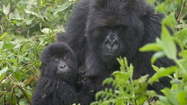 Nebýt statečné zooložky Fosseyové, gorily horské by nejspíš dávno vymřely 