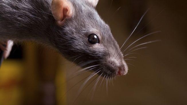 V New Yorku soutěží o foto nejodpornější krysy z metra