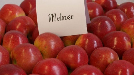 Nejchutnějším jablkem je překvapivě Melrose