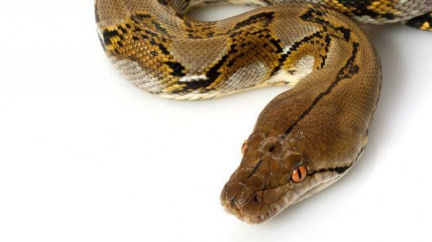 Žena nalezla na toaletě krajtu královskou