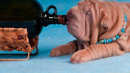 Muž opil své štěne, soud mu zakázal chovat psy