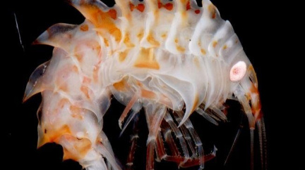 Vědci objevili v antarktických vodách nové živočichy 