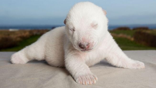 Dánsko žije nově narozeným ledním medvídětem