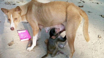 Bangladéšskou vesnici dojal vztah fenky a opičky 