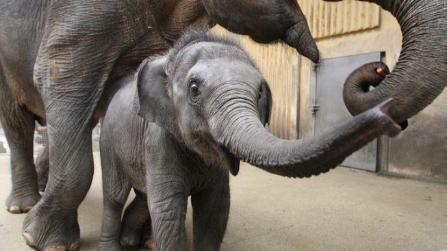 Pražská ZOO představí 2 nové slonice po Novém roce