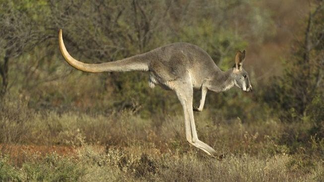 Uprchlý klokan se znovu objevil poblíž dálnice D1