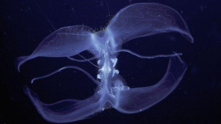 Vědci upřesnili hloubku Mariánského příkopu