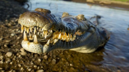 Strážníci jeli k nálezu uhynulé ještěrky, našli mrtvého krokodýla