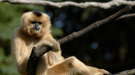 Giboni zpívají jako operní hvězdy. Poslechněte si opičí koncert!