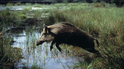 Polská přímořská letoviska terorizují zmlsaní divočáci
