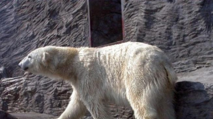 Drama v ZOO: Medvědice sežrala obě mláďata