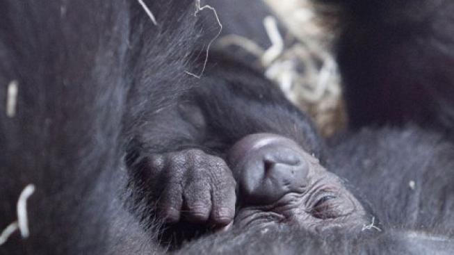 Gorilí mládě není v pořádku. Samečka Tana převezla ZOO do Stuttgartu