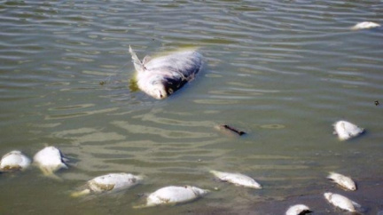 Kvůli horku umírají ryby. Úhyny se opakují několik let