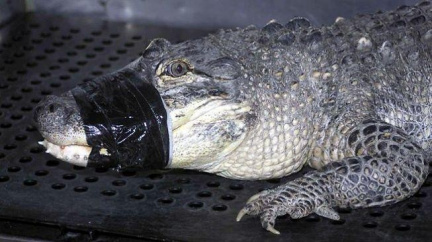 Kajmani roztrhali ošetřovatele. Chtěl se vyfotit