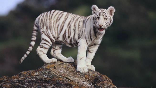 Pokřtít tygří trojčata přišlo do liberecké zoo kolem 3000 lidí