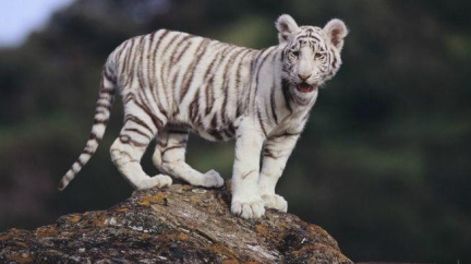 Pokřtít tygří trojčata přišlo do liberecké zoo kolem 3000 lidí