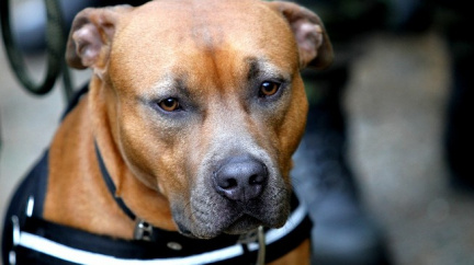 Pes se chtěl pomazlit a nechtěně ustřelil svému pánovi ruku