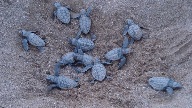 Kypr - poslední spása pro želví mláďata