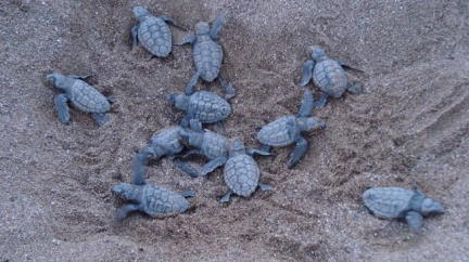 Kypr - poslední spása pro želví mláďata