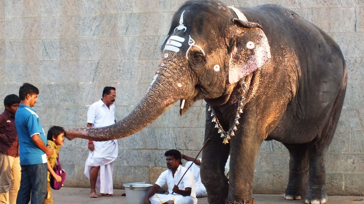 Indický stát řeší problém, jak donutit zhubnout obézní slony