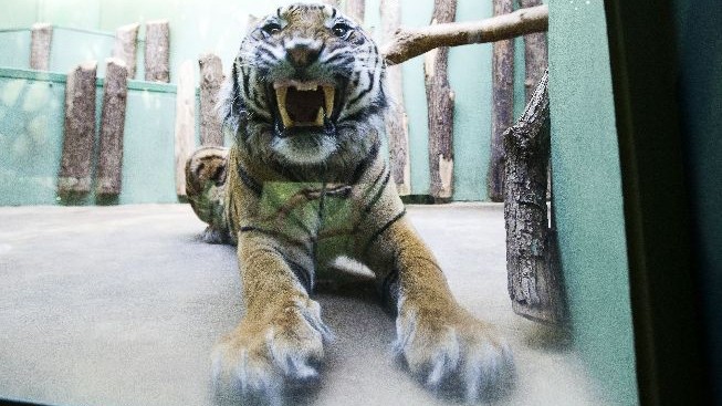 Tragédie v cirkusu: Tygr roztrhal krotitele před očima diváků