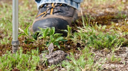 Muž zemřel po uštknutí zmijí. Nepomohlo ani sérum s protijedem