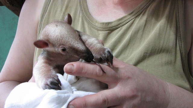 V olomoucké zoo slaví: Narodilo se další mládě mravenečníka