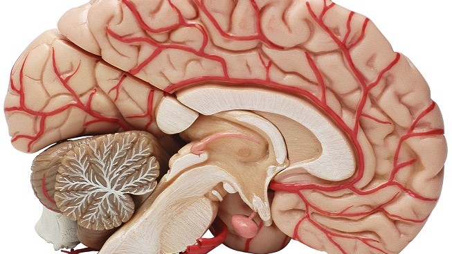 Smrtící parazit požírající mozek zabil deset lidí