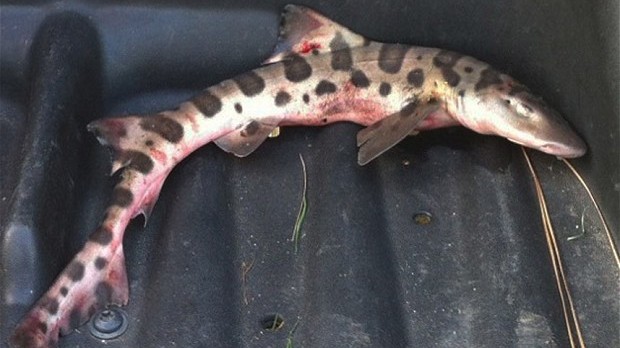 Na golfovém hřišti se mrskal žralok!