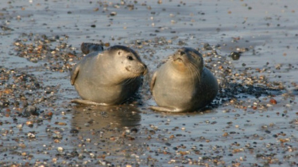 Na anglických ostrovech se narodila vůbec první tulení dvojčata