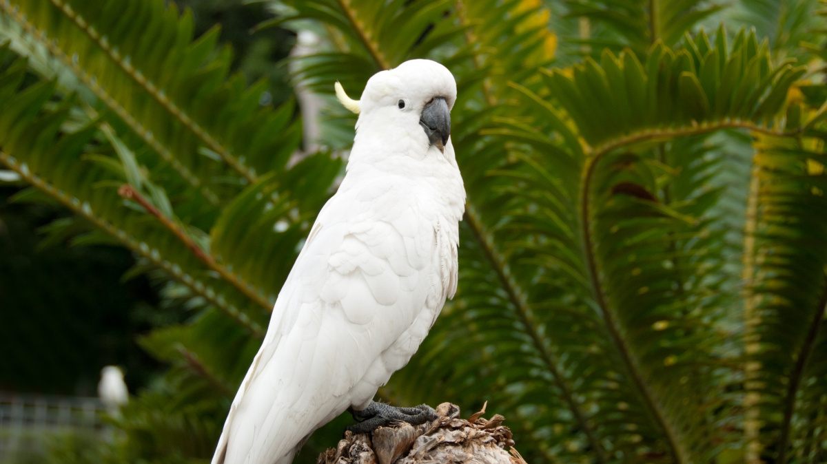 Hvězda mezi papoušky - kakadu, který umí vyrábět nástroje